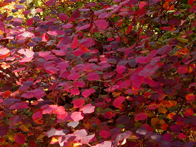Disanthus cercidifolius - reliable red fall color!