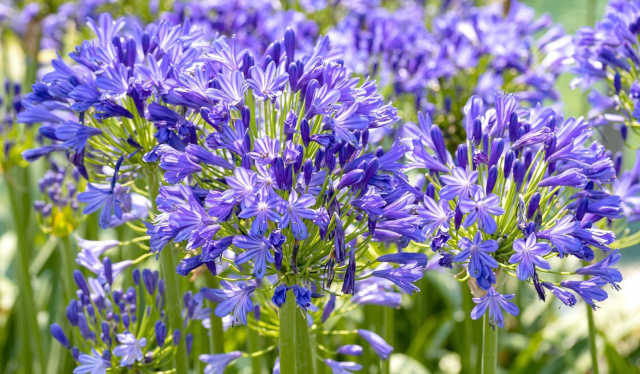 'Blue Leap' Agapanthus