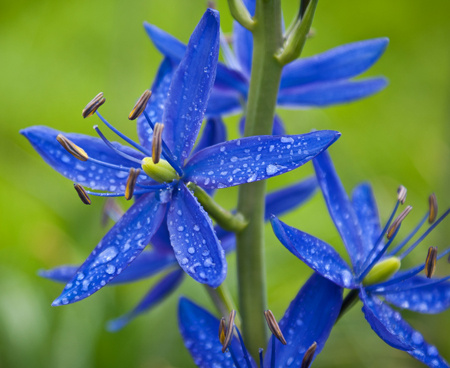 Native Camassia quamash