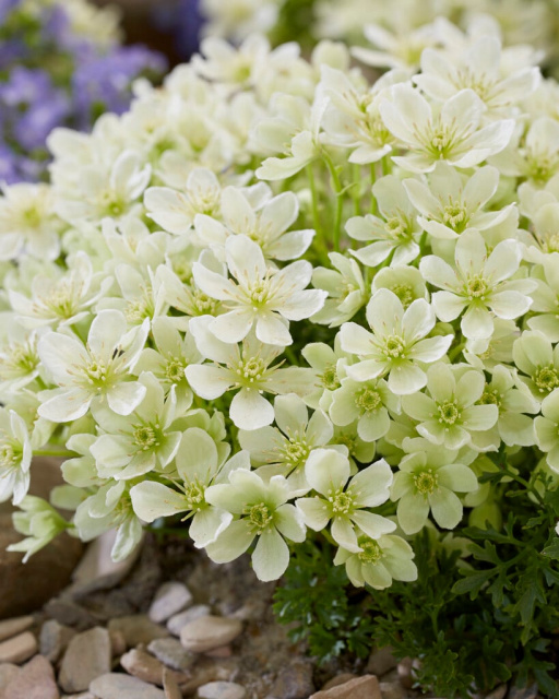 Clematis Emerald Dream