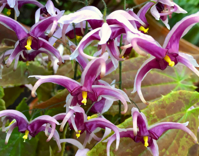 Epimedium 'Night Mistress'