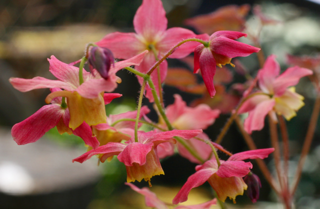 Epimedium x versicolor 'Cupreum'