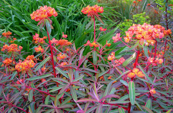 Beauty Color orange euphorbia