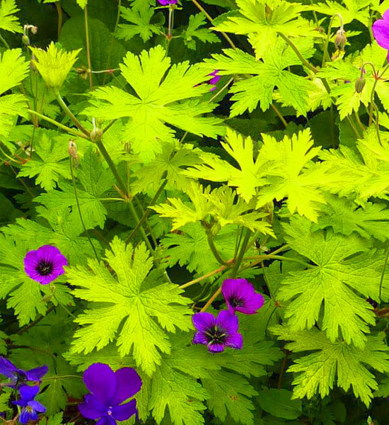 Geranium Ann Folkard