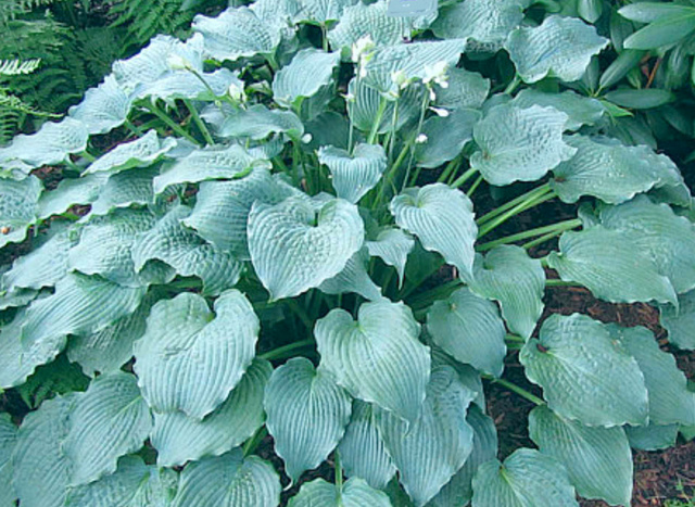 Hosta 'Ruffles and Ridges'