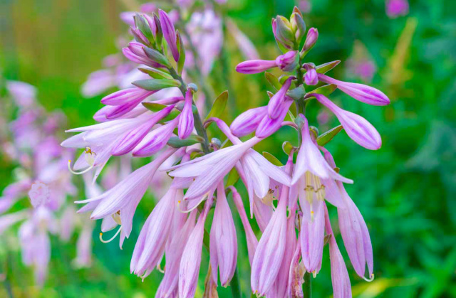 Hosta 'Spilt Milk'