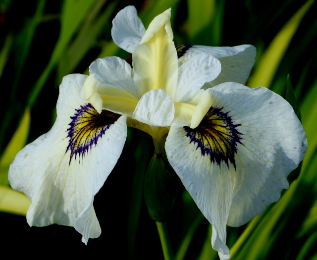 Ming Treasure ampliflora iris