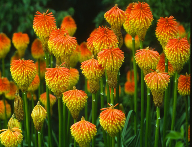 Kniphofia caulescens pink grapefruit poker plant