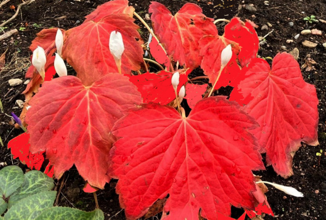 Oredenia 'Fusion of Fire'  ppaf