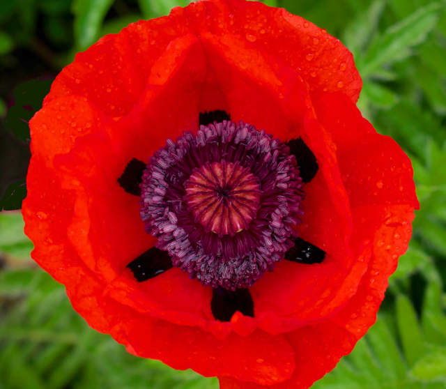 'Beauty of Livermere'  heirloom poppy"