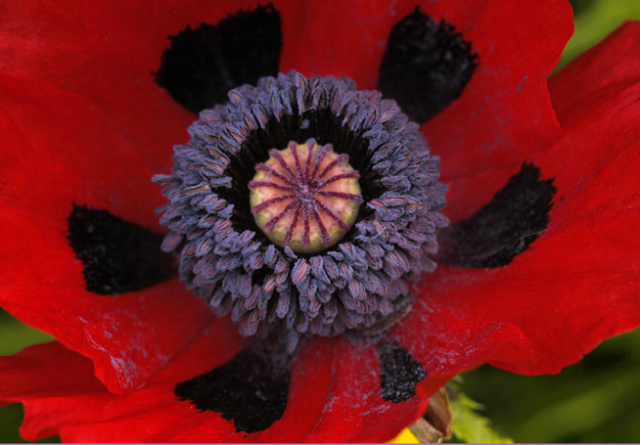 'King Kong' oriental poppy
