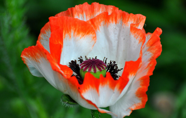 'Picotee' oriental poppy