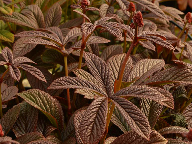 Rodgersia Chocolate Wings