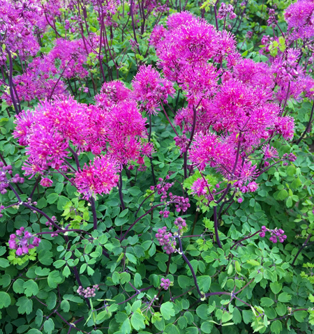 Little Pinkie dwarf meadow rue