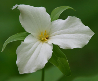 Trillium grandiflorum